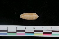 藏品(彈頭筆螺)的圖片